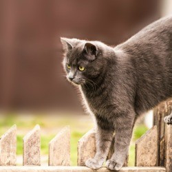 gray cat on fence