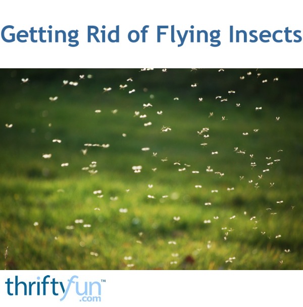 Getting Rid of Flying Insects ThriftyFun