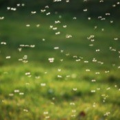 swarm of mosquitos
