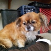 What Breed Is My Dog?