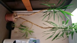 tall dracaena like plant