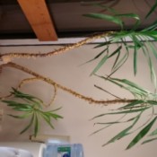 tall dracaena like plant