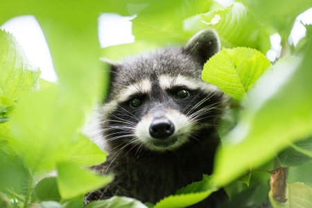 A raccoon high up in a cherry tree. Photo by Lens Flare Photography