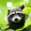 A raccoon high up in a cherry tree. Photo by Lens Flare Photography