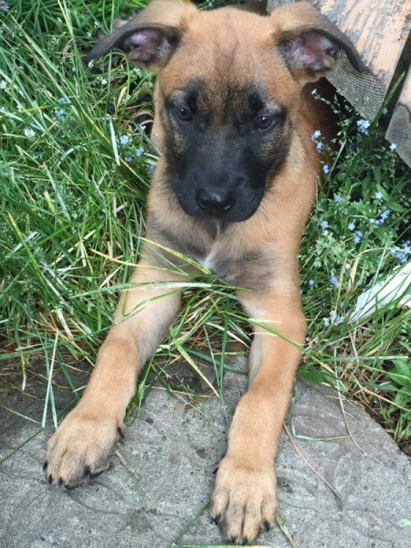 light brown puppy with dark muzzle