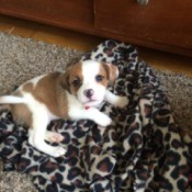 puppy on blanket