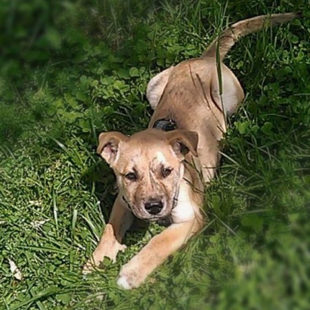 tan puppy lying on lawn