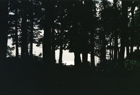 A forest scene in Kochi, India