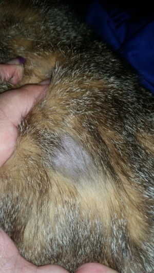 hairless spot on cat