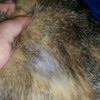 hairless spot on cat