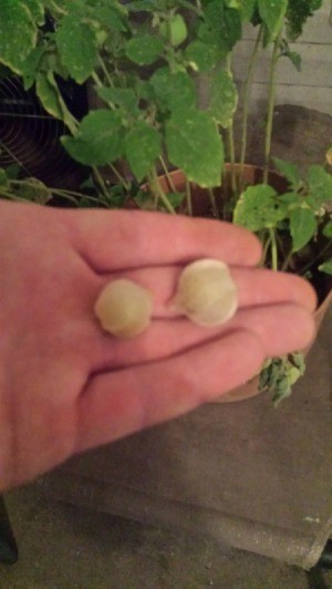 hand holding to globe shaped flowers or seed pods