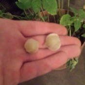 hand holding to globe shaped flowers or seed pods