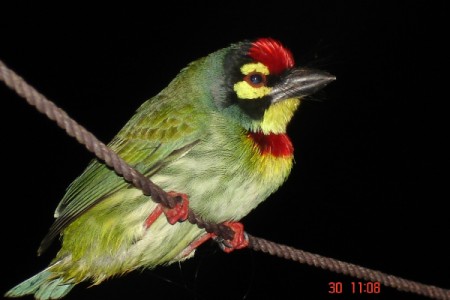 green bird with red on head and throat