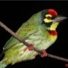 green bird with red on head and throat