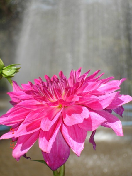 brilliant pink flower