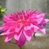 brilliant pink flower