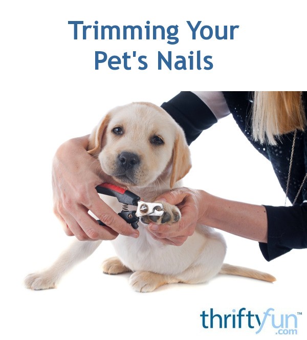 Trimming Your Pet's Nails ThriftyFun