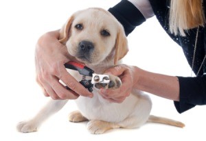 woman trimming a puppy's nails