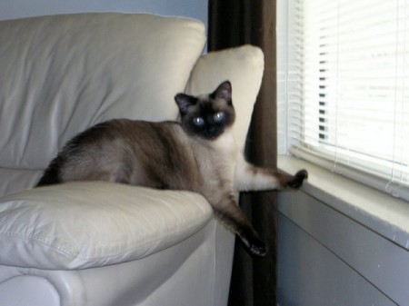 cat on couch by window