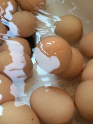 Checking Eggs for Freshness