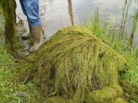 A big pile of milfoil