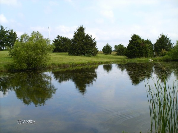 A pond with milfoil.