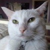 closeup of short hair white cat