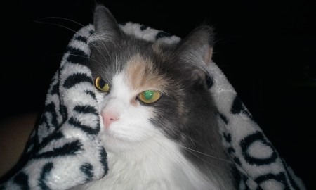 diluted calico cat under a blanket