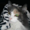 diluted calico cat under a blanket