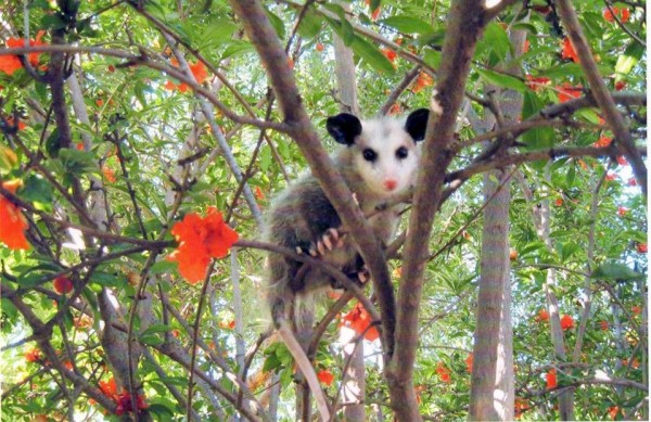 An opossum in a tree.