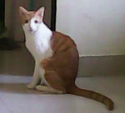 white and red tabby cat