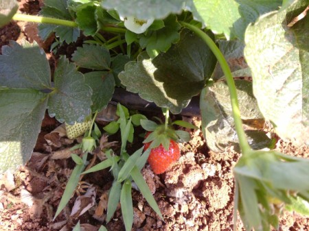 strawberry on plant