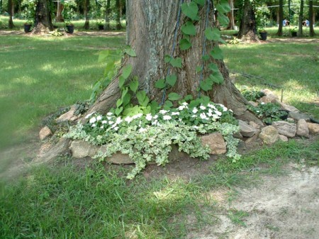 moonflower vine growing up a tree