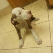 medium brown and white Pit puppy