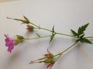 dark pink flowering plant