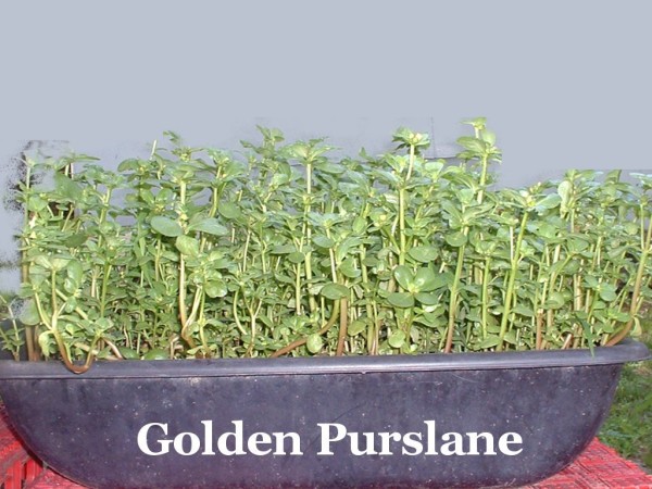 Edible Purslanes