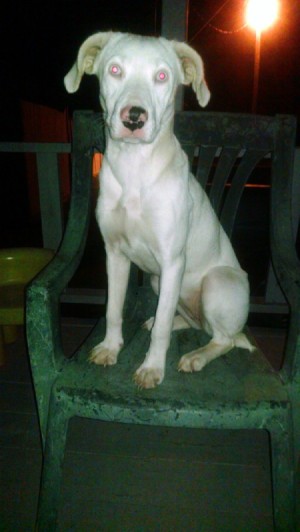 slender white dog sitting