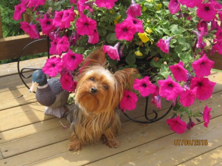 Sophie with potted petunias.
