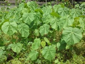 What Is This Great Smelling Plant?