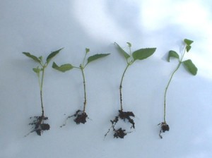 rooted lantana cuttings