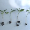 rooted lantana cuttings