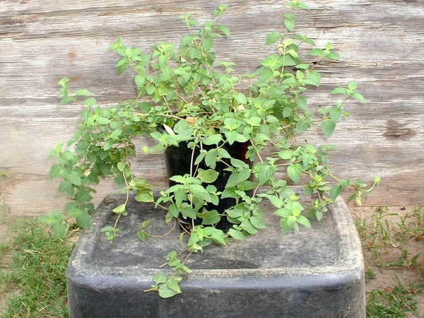 Rooting Lantana Cuttings