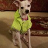 cream colored dog wearing a green jacket
