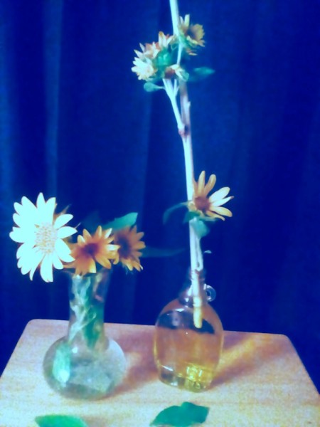 sunflowers in vases