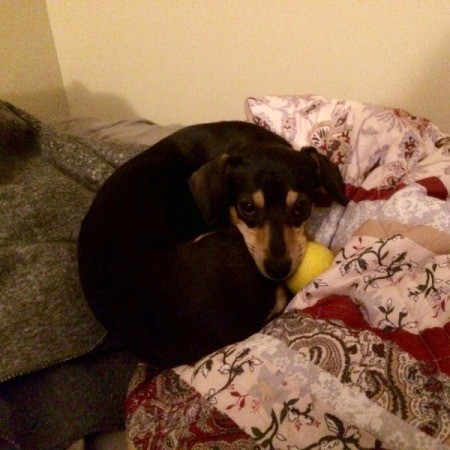 dog curled up on bed