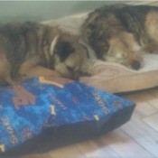 terriers lying on dog bed