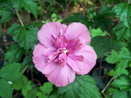 lovely pink flower