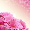 pink gerbera daisies