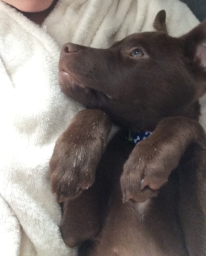 animal alley chocolate lab