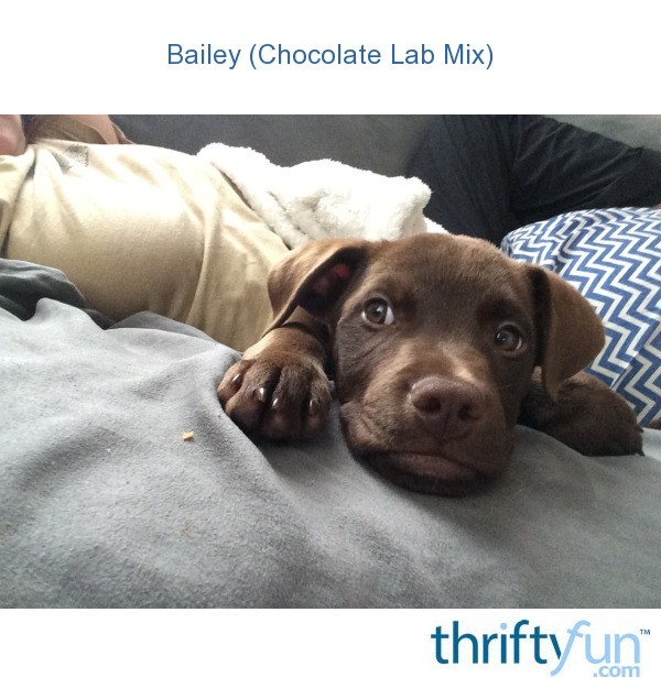 animal alley chocolate lab